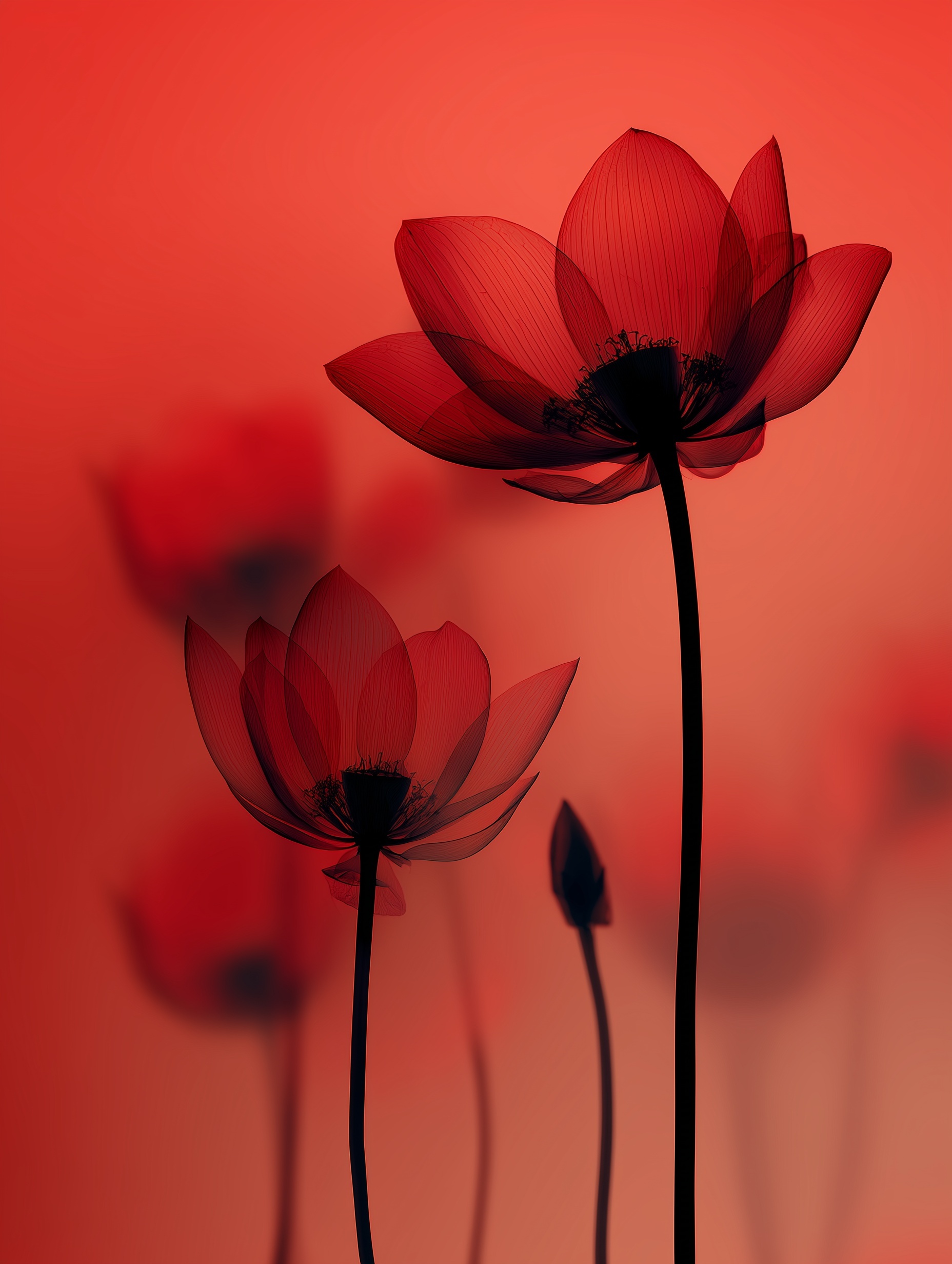 stark red background with silhouettes and X-ray images of lotus, abstract minimalist composition, frosted effects and sharp contrast, realistic photography style --ar 3:4 --v 7